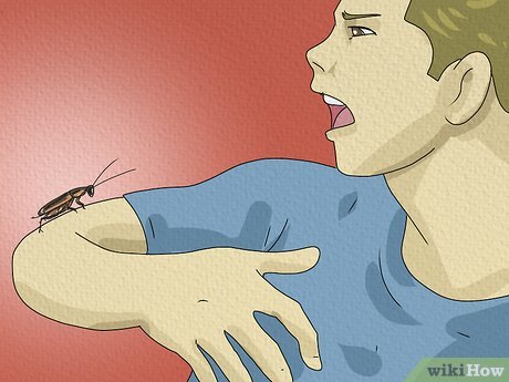 تحلیل خواب سوسک‌های داخل چمدان